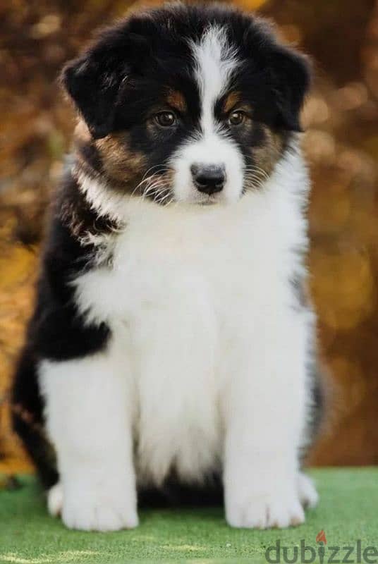 Australian shepherd puppy girl from Russia 2