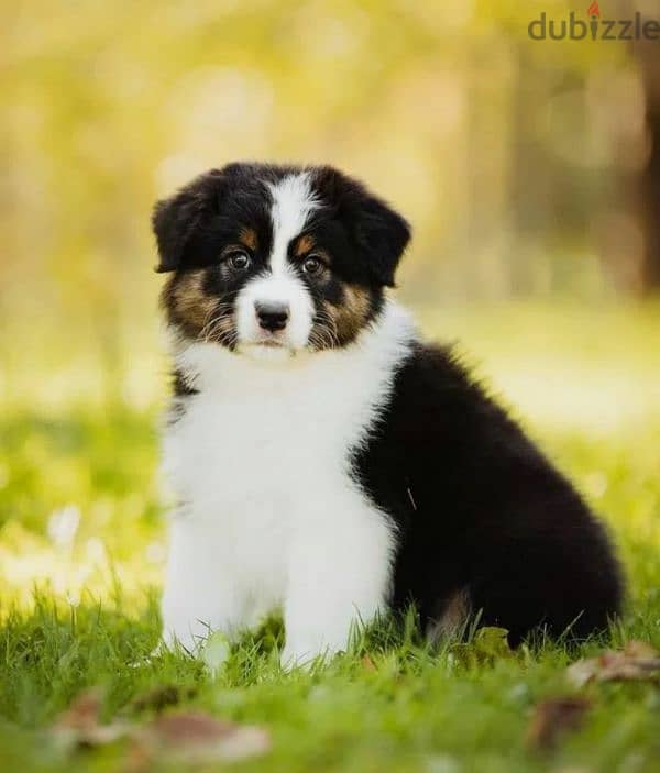 Australian shepherd puppy girl from Russia 3