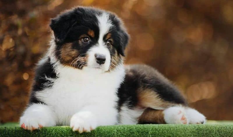 Australian shepherd puppy girl from Russia 4