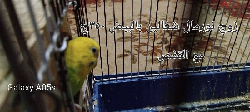 عصافير بادجي بالبيض 1