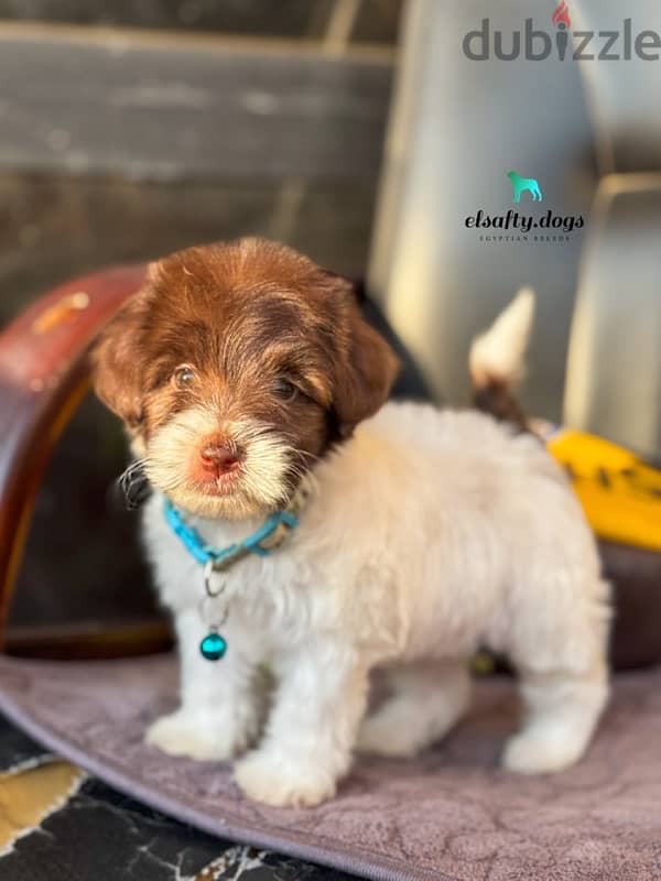 mini havanese ميني هافانيز 1