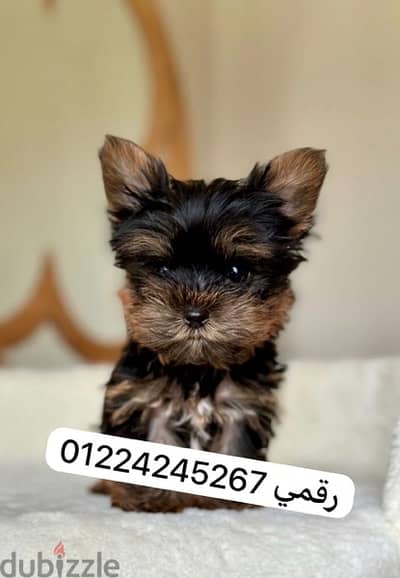 yorkshier puppy 45 dyas