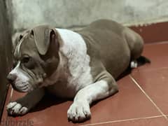 American classic bully(green eyes) (red nose) 0