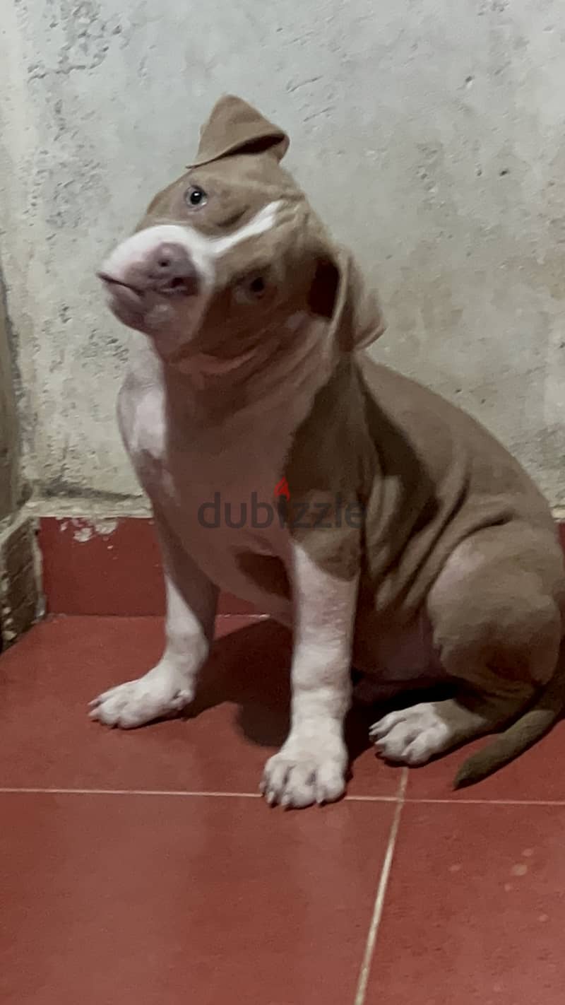 American classic bully(green eyes) (red nose) 2