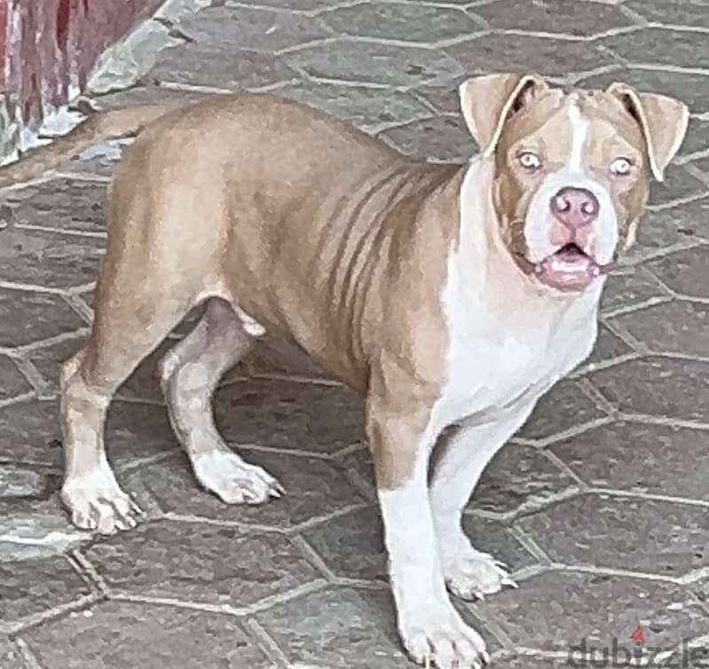 American classic bully(green eyes) (red nose) 3