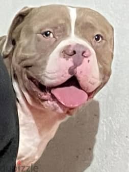 American classic bully(green eyes) (red nose) 4