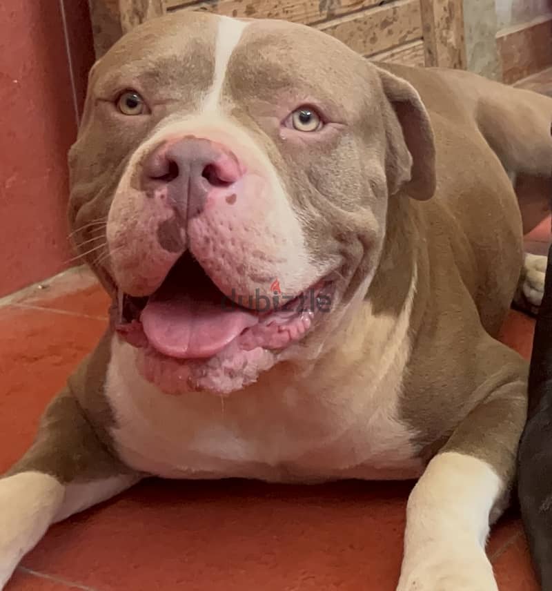 American classic bully(green eyes) (red nose) 5