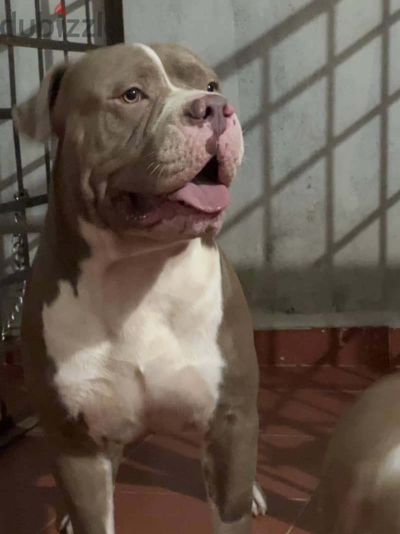 American classic bully(green eyes) (red nose) 6