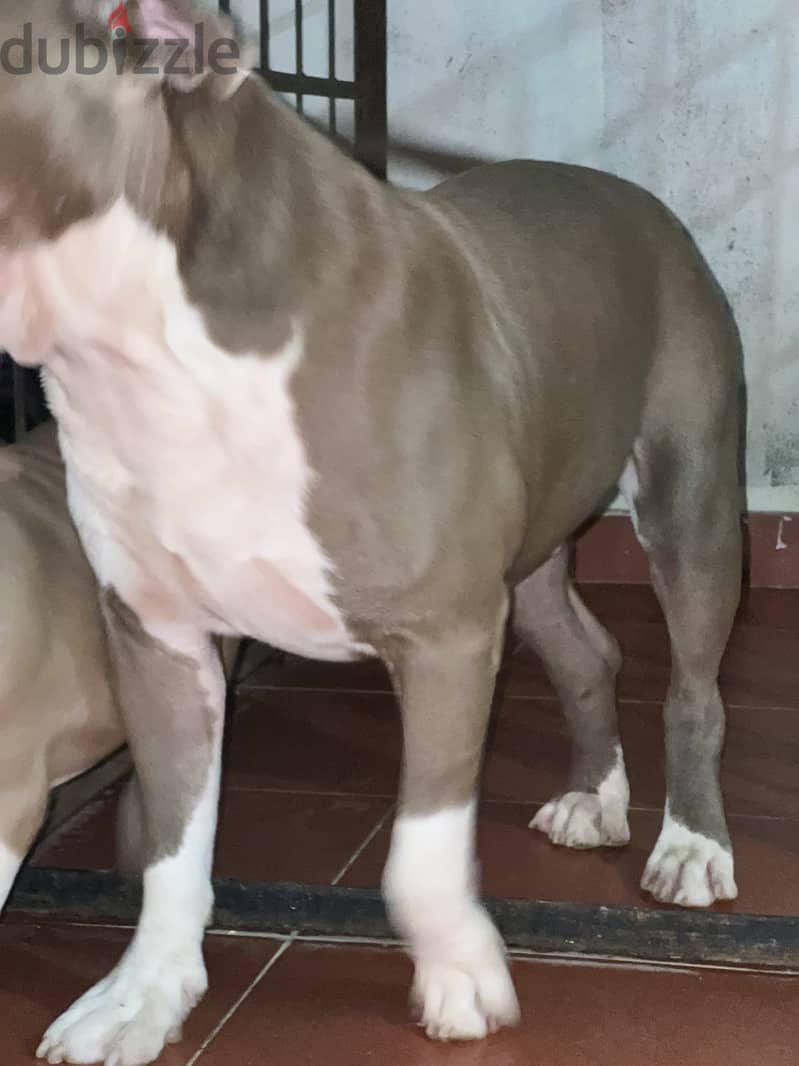 American classic bully(green eyes) (red nose) 7