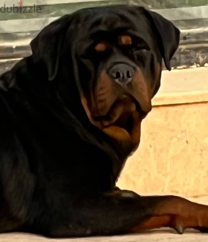 Rott very very smart 5