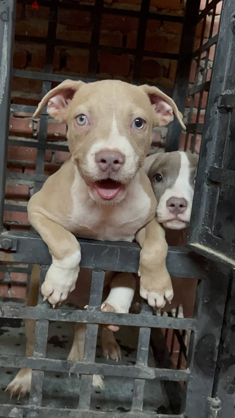 Colored eyes red nose puppy 0