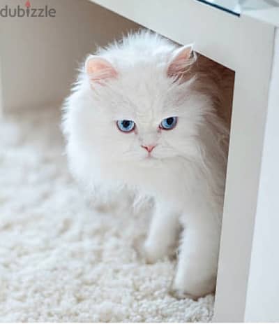 white cat 2-3 months