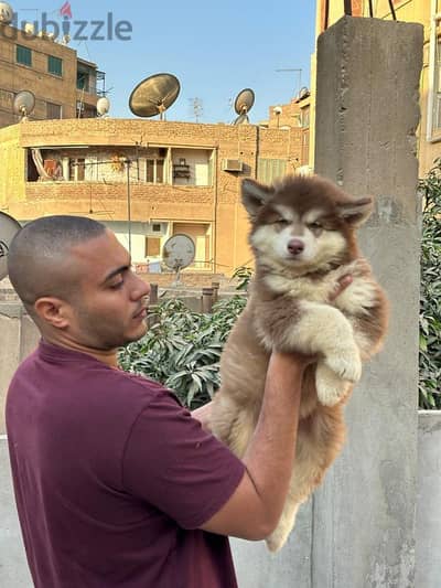 giant Alaskan malamute