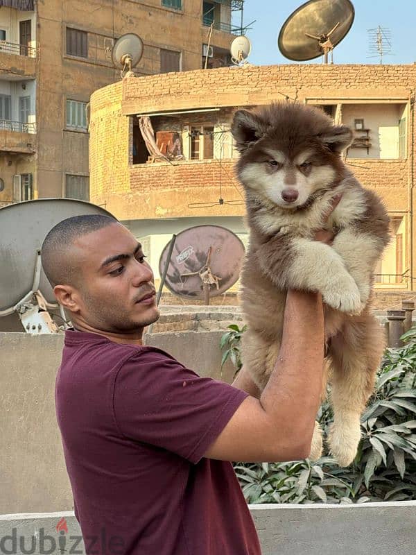 giant Alaskan malamute 1