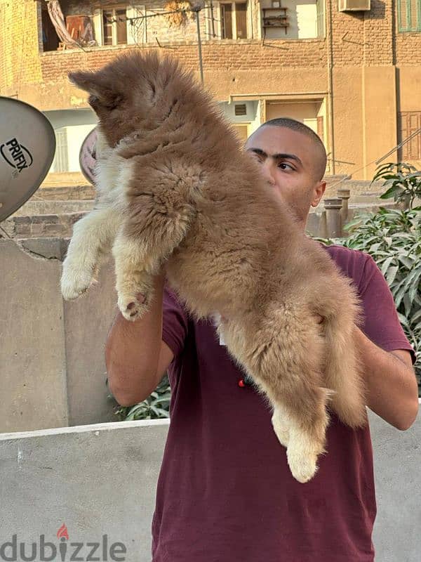 giant Alaskan malamute 2