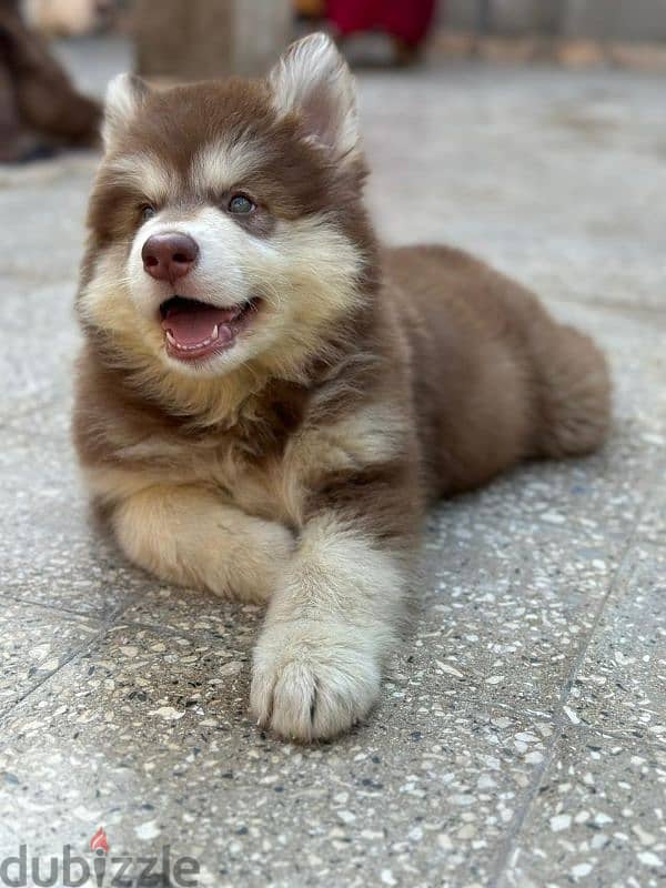 giant Alaskan malamute 5