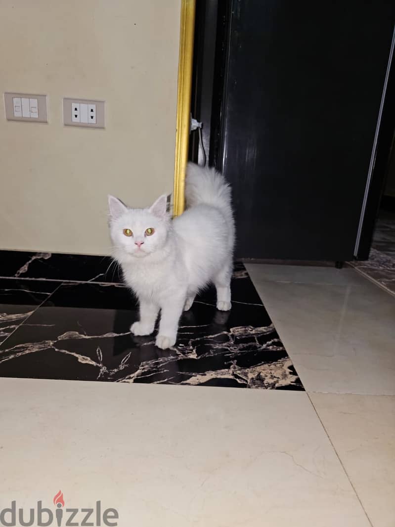 Persian cat 0