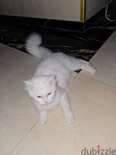 Persian cat