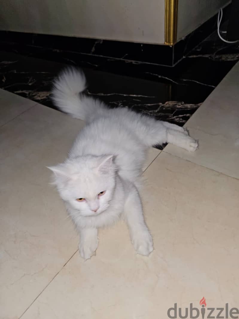 Persian cat 3