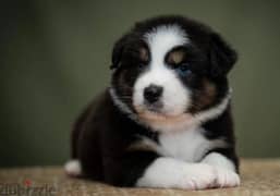 Australian shepherd, Aussie puppy Male from Russia 0