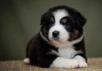 Australian shepherd, Aussie puppy Male from Russia