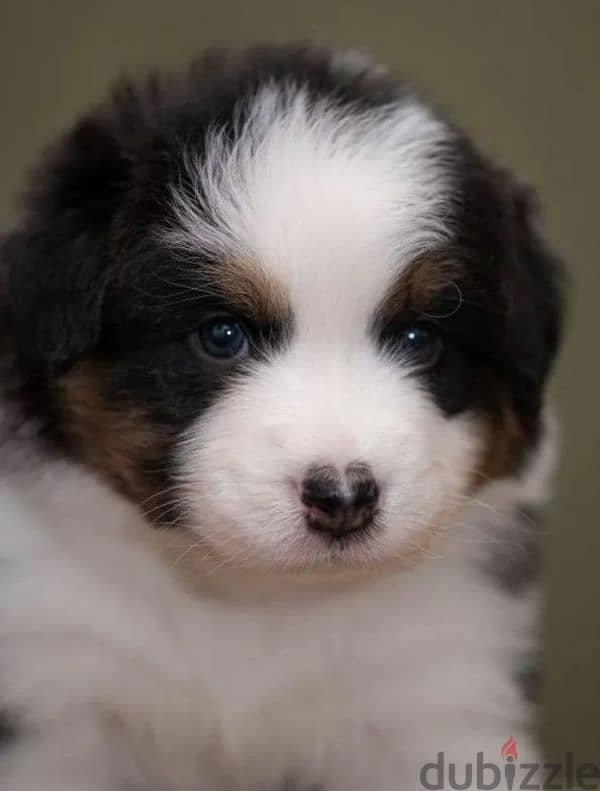 Australian shepherd, Aussie puppy Male from Russia 1