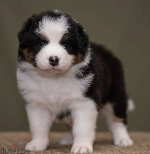 Australian shepherd, Aussie puppy Male from Russia 2