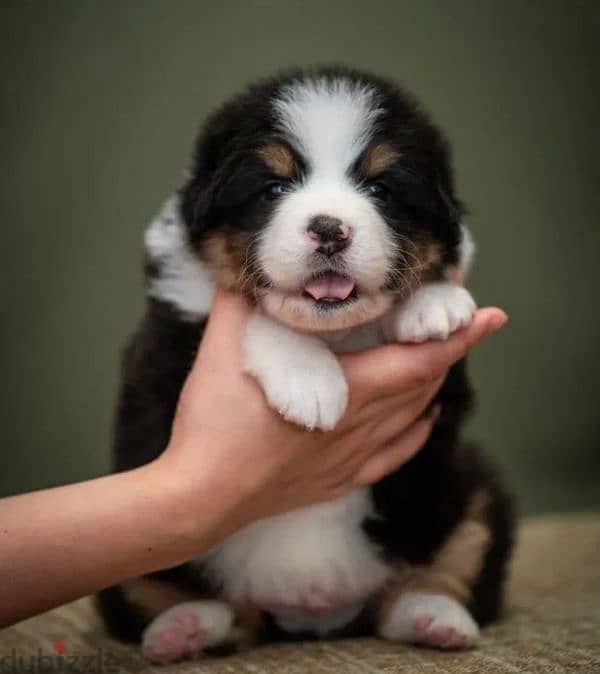 Australian shepherd, Aussie puppy Male from Russia 3