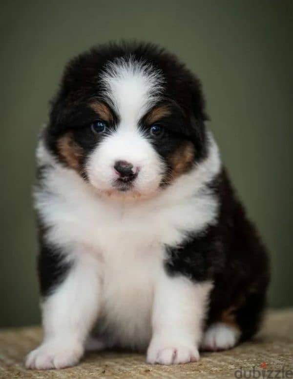 Australian shepherd, Aussie puppy Male from Russia 4