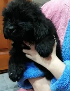 Newfoundland Puppy Male From Russia 0