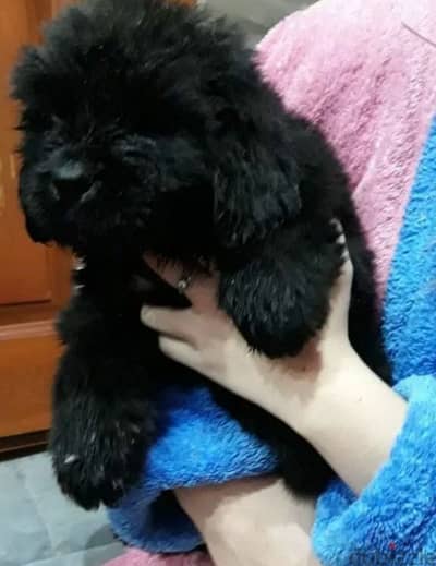 Newfoundland Puppy Male From Russia