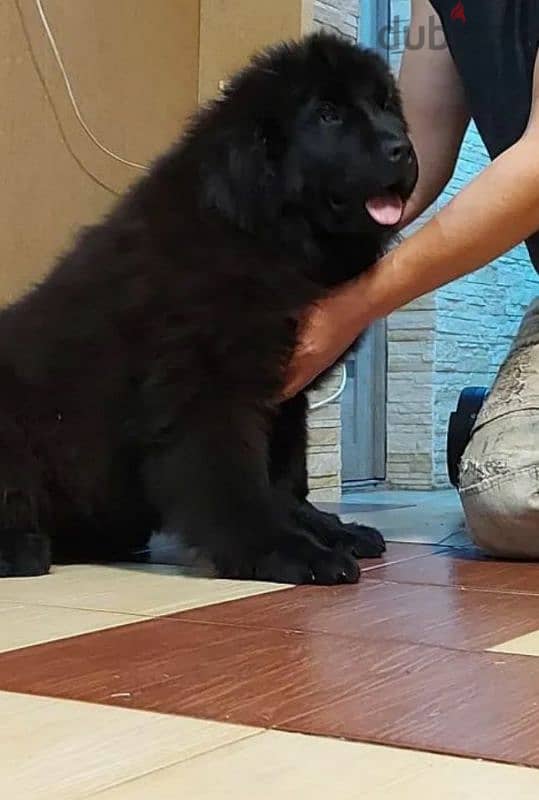 Newfoundland Puppy Male From Russia 1