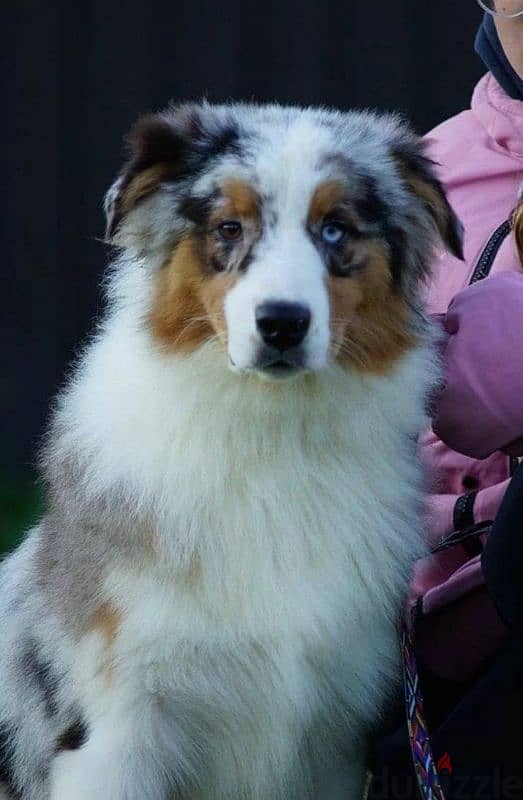 Aussie Australian shepherd puppy boy from Russia 0