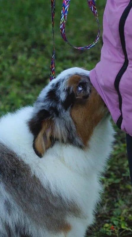 Aussie Australian shepherd puppy boy from Russia 1