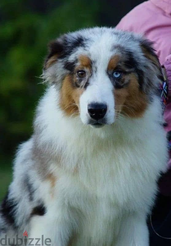 Aussie Australian shepherd puppy boy from Russia 2