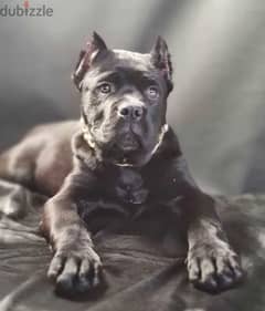 Beauty cane Corso girl from Russia 0