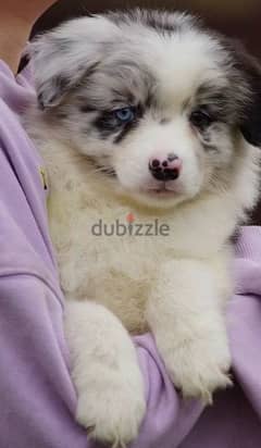 Australian shepherd puppy girl from Russia 0