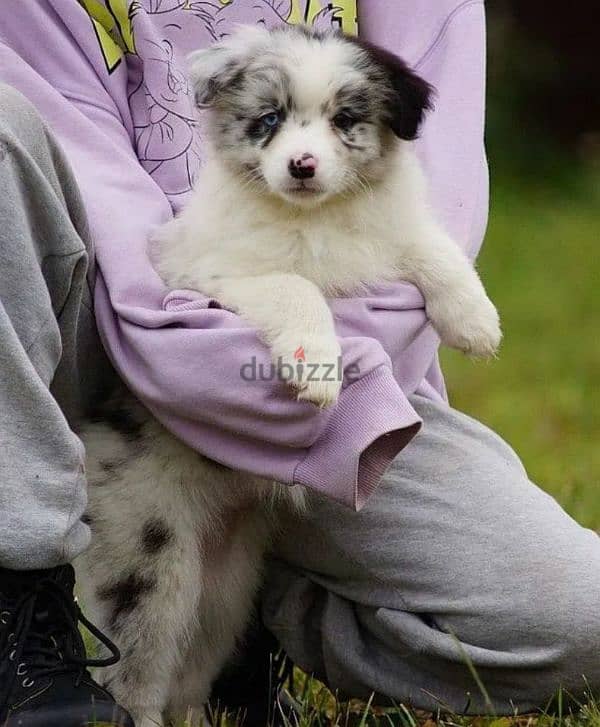 Australian shepherd puppy girl from Russia 1