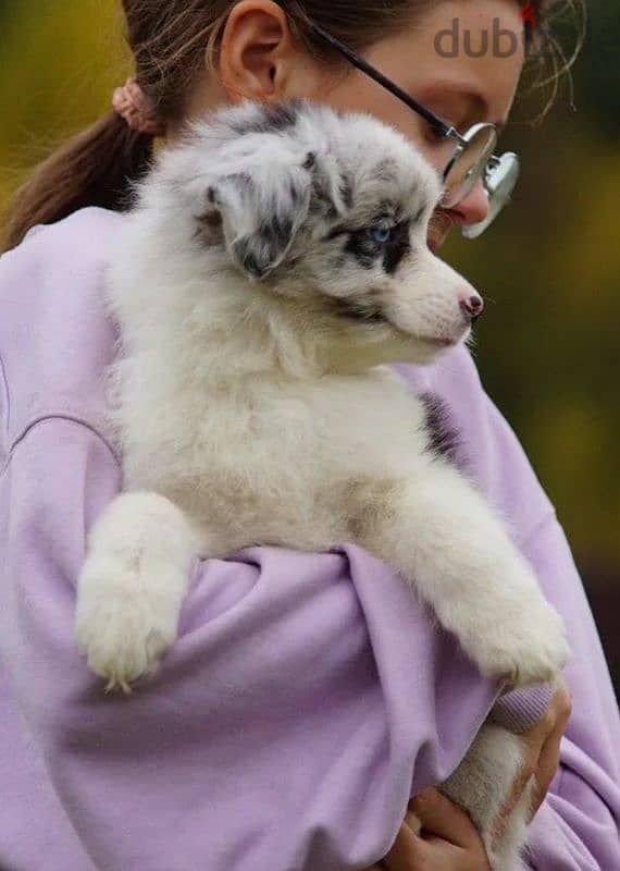 Australian shepherd puppy girl from Russia 2