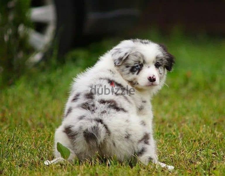 Australian shepherd puppy girl from Russia 3