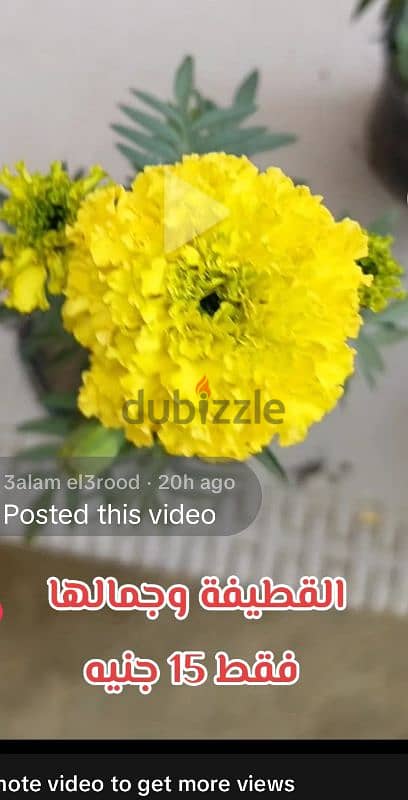 نباتات وزهور روعة 4