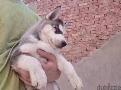 جرو هاسكي Husky