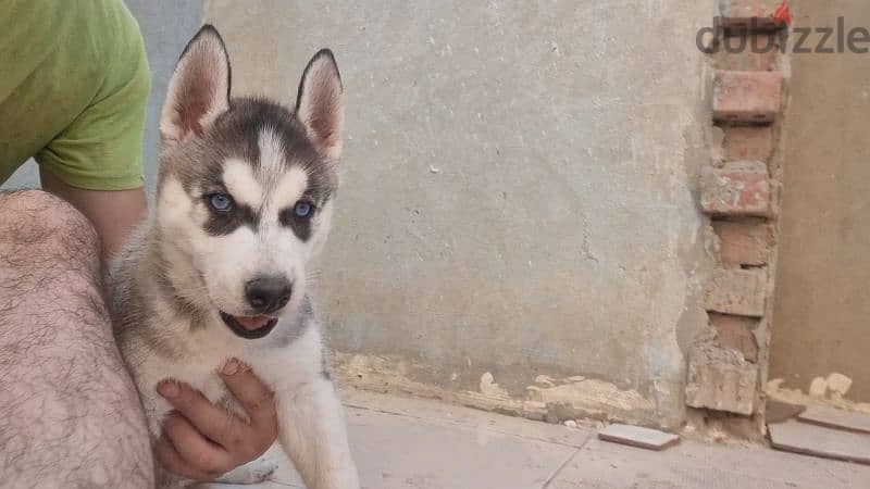 جرو هاسكي Husky 1