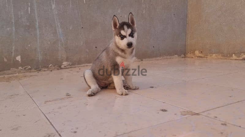 جرو هاسكي Husky 2