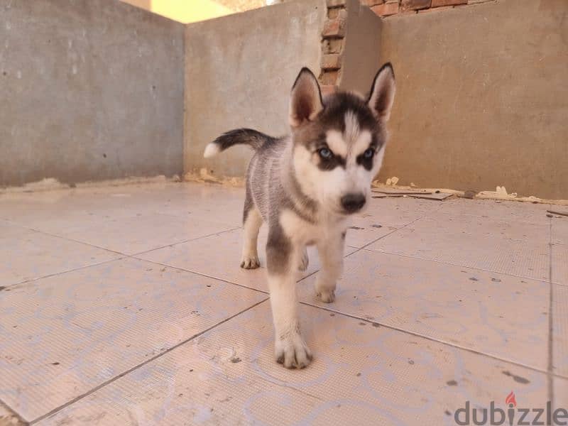 جرو هاسكي Husky 3