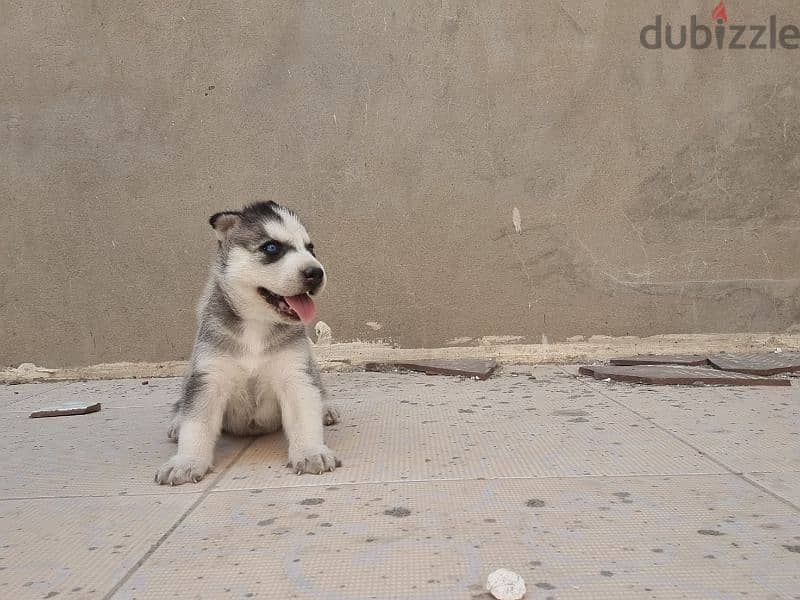 جرو هاسكي Husky 4