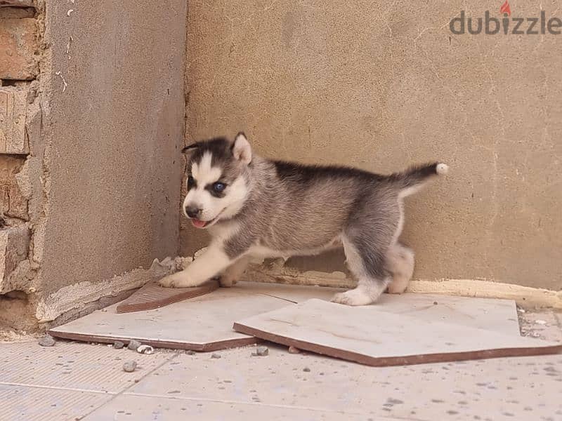 جرو هاسكي Husky 5