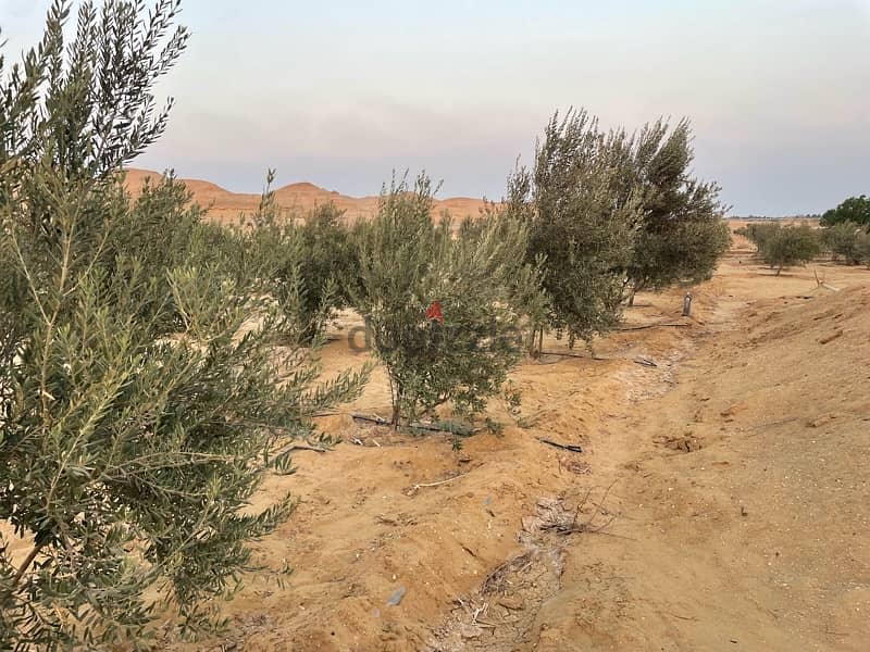 للبيع مزرعه 10 فدان مسجلة جميع المرافق بجوار ارياف الفيوم 10