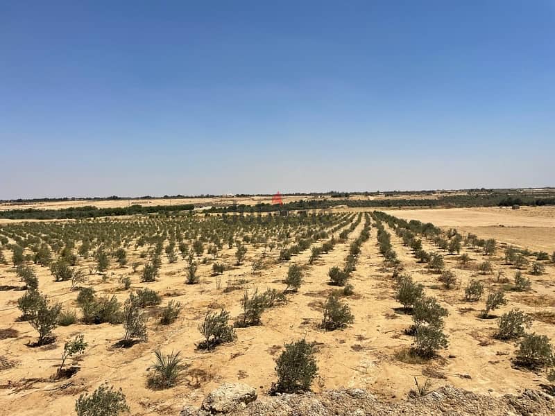 للبيع مزرعه 10 فدان مسجلة جميع المرافق بجوار ارياف الفيوم 13