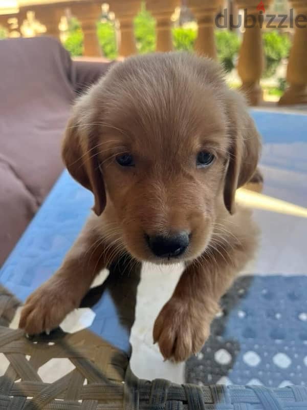 Golden retriever puppy 2